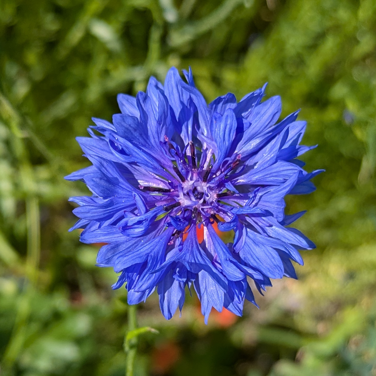 This image shows a cornflower in Sweden.