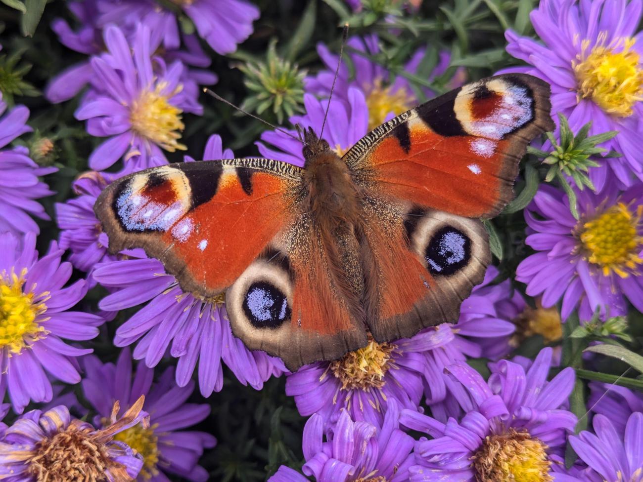 This image shows a peacock butterfly in Germany.