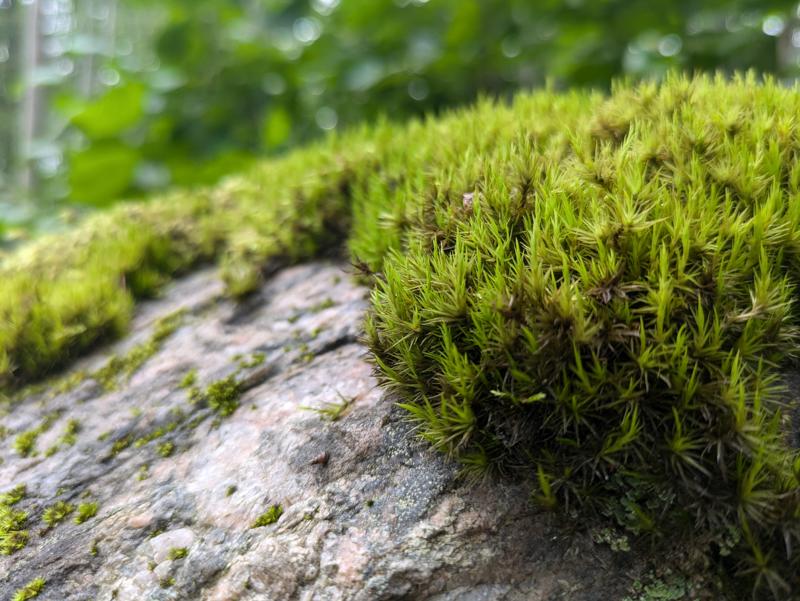 This image shows a moss in Norway.