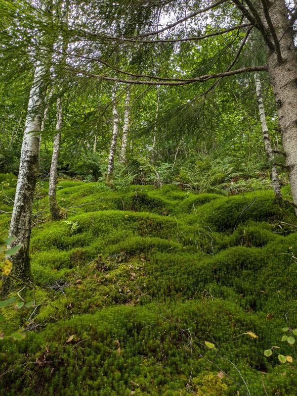 This image shows moss in a forest in Norway.