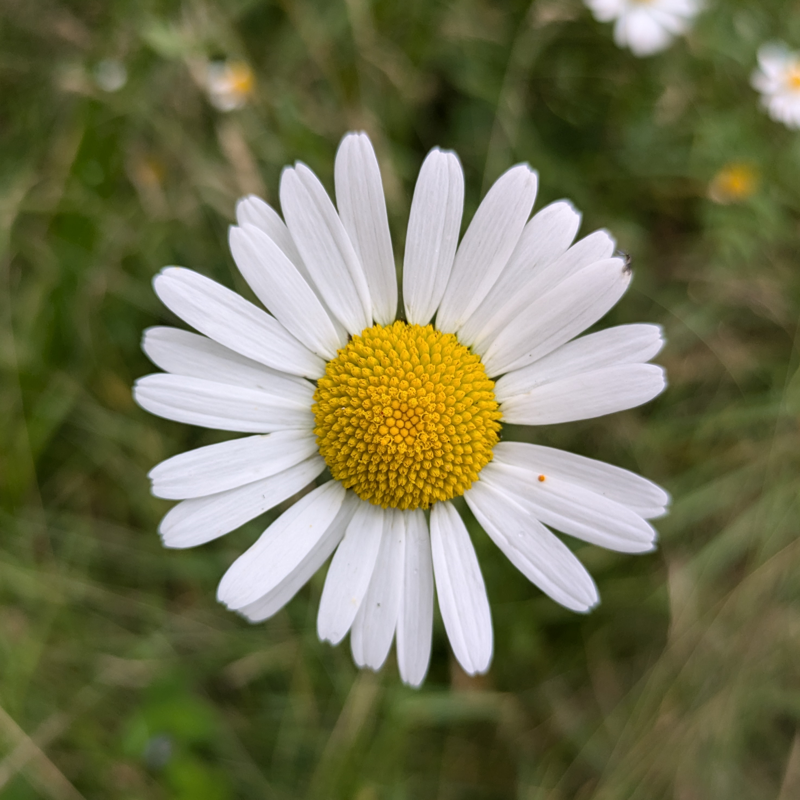 This image shows a daisy in Sweden.