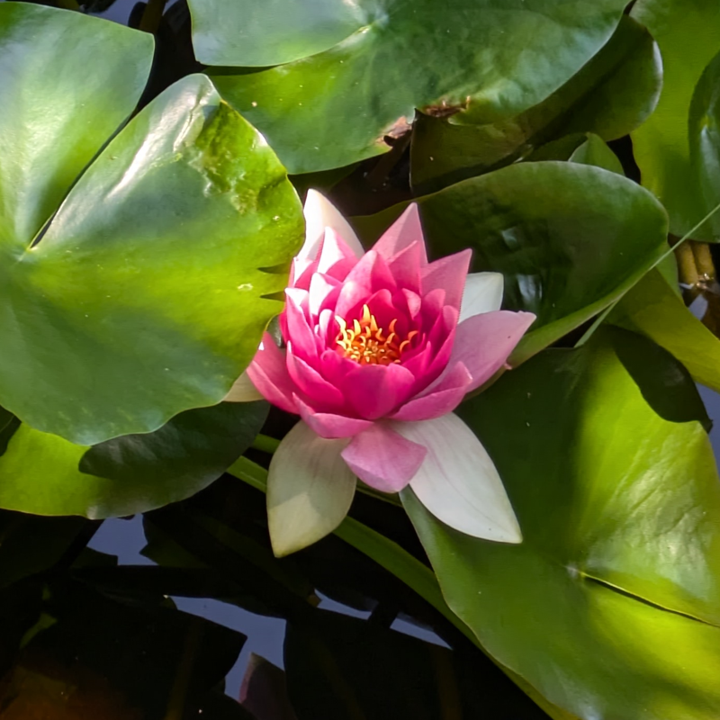 This image shows a water lily in Sweden.
