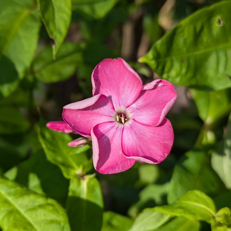 This image shows a periwinkle in Sweden.