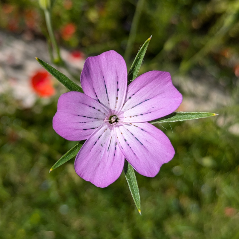 This image shows a corn cockle in Sweden.