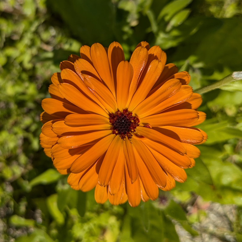 This image shows a pot marigold in Sweden.