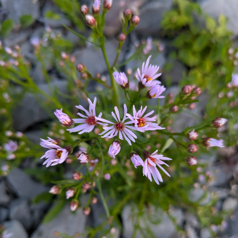 This image shows a aster in Sweden.