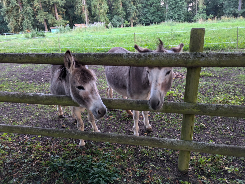 This image shows a donkey in Germany.