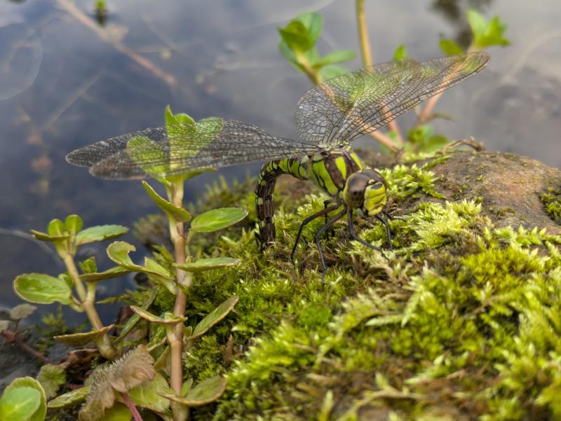 This image shows a dragonfly in Germany.